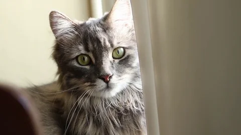 Cat By Window Close Up 2 動画素材 82764959