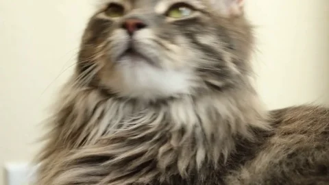 Cat By Window Close Up 3 動画素材 82764960