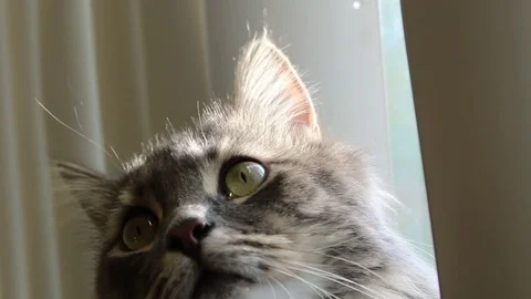 Cat By Window Close up 動画素材 82764885