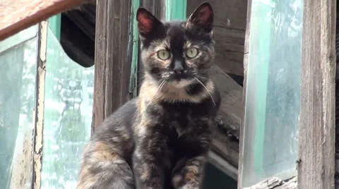 Cat in window of derelict house Stock Footage 25212373