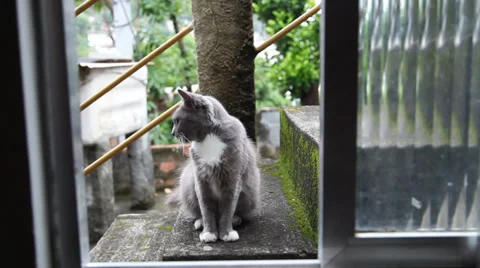 Cat window favela Stock Footage 37637830