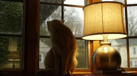 Cat by Window 스톡 동영상 12422326