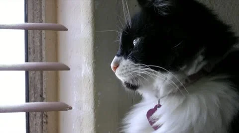 Cat by the window Stock Footage 13012659