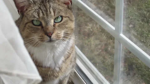 Cat in Window Vídeo Stock 22532061