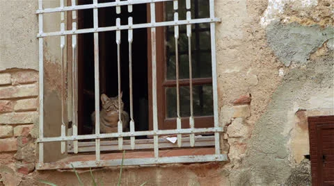 Cat window Stock Footage 22736039