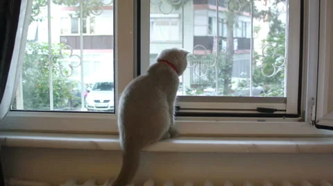 Cat In The Window Stock Footage 40052810