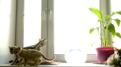 Cat at  window Stock Footage 43293741