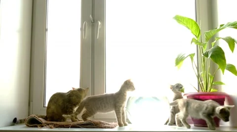 Cat at  window Vidéo 43296635