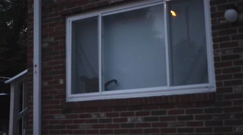 Cat In Window Stock Footage 47452679
