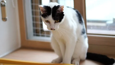 Cat by the window Stock Footage 121946547
