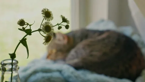 Cat by Window Stock Footage 237045063