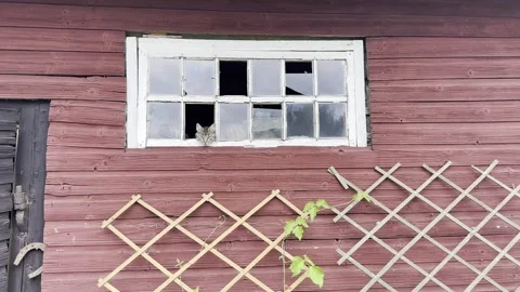 Cat on a window Stock Footage 245093922