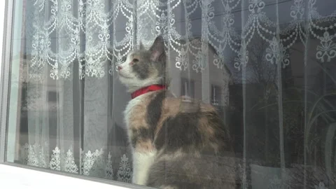 Cat on the window Stock Footage 273097549
