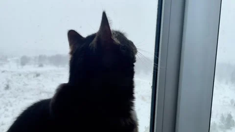 Cat window Video stock 305993005