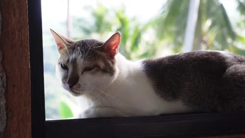 Cat on the window.  Stock Footage 322082157