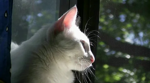 Cat On Window Ledge Stock Footage 1094920