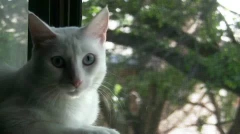 Cat On Window Ledge Video stock 10595829