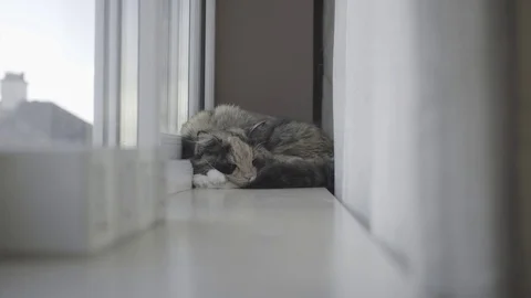 Cat On A  Window Ledge Stock Footage 70348169
