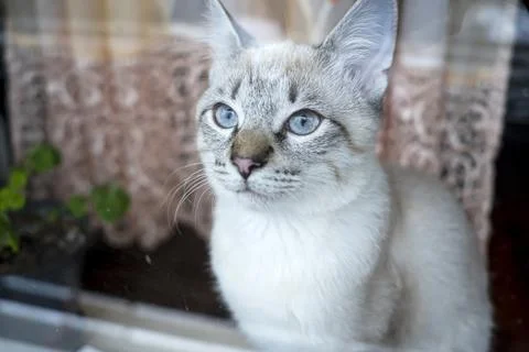 Cat in the window looking into the distance , gray and white cat Foto stock