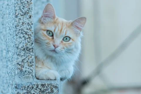 Cat in the window looks at the camera.. Stock Photos