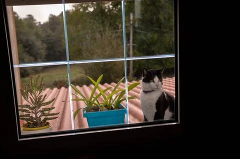 Cat in the window looks Stock Photos