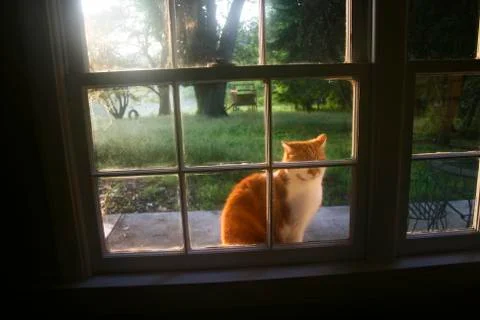 Cat in the window Photos