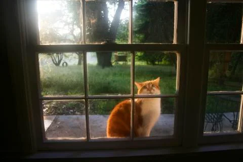 Cat  in the window 写真素材