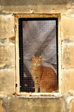 Cat in a window Stock Photos