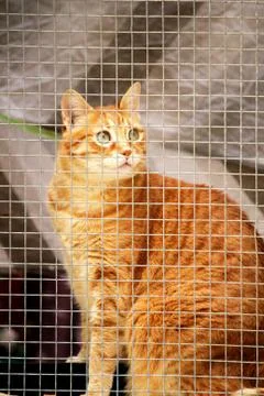 Cat in a window Stock Photos
