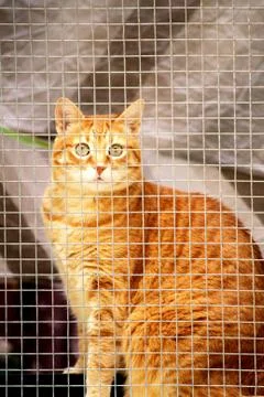 Cat in a window Stock Photos