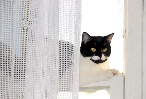 Cat at the window Stock Photos