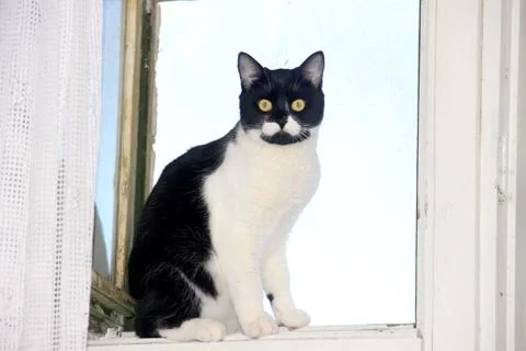 Cat at the window Stock Photos