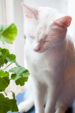 Cat in window Stock Photos