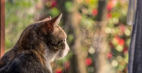 Cat & window Stock Photos