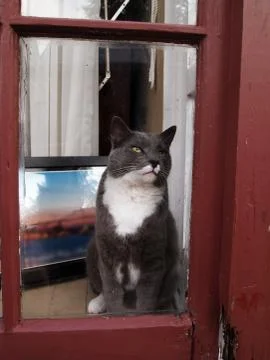 Cat in window Stock Photos