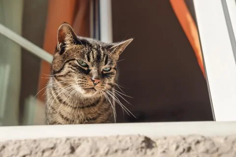 Cat by a window Stock Photos