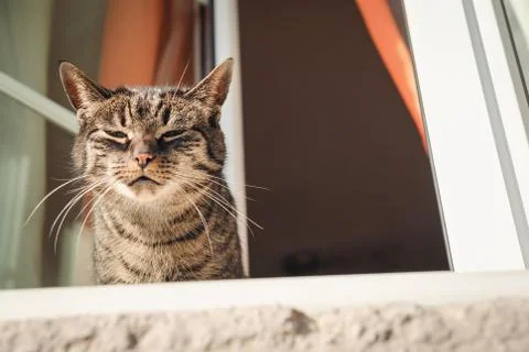Cat by a window Stock Photos