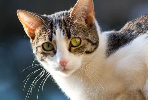 Cat at the Window Fotos Stock