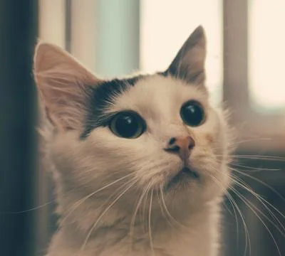 Cat On Window Stock Photos