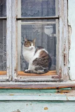 Cat on the window Free Stock Photos