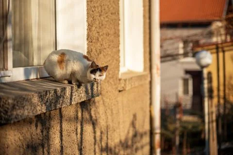 Cat on the window Stock Photos