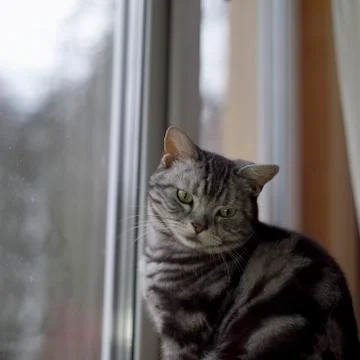 Cat on a window Photos