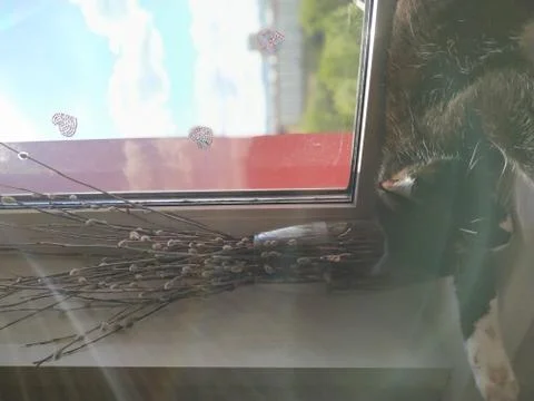 Cat by the window Stock Photos