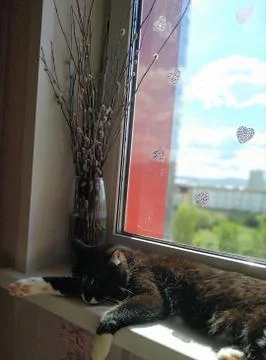 Cat on the window Foto stock