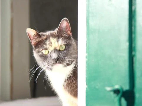 Cat in the window 스톡 사진