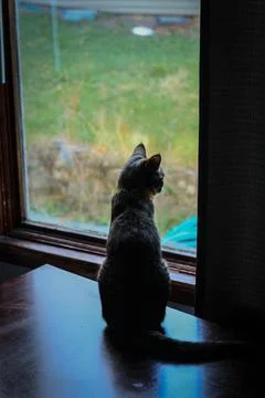 Cat in the window Stock Photos