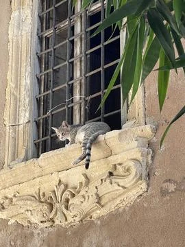 Cat on window Stock Photos