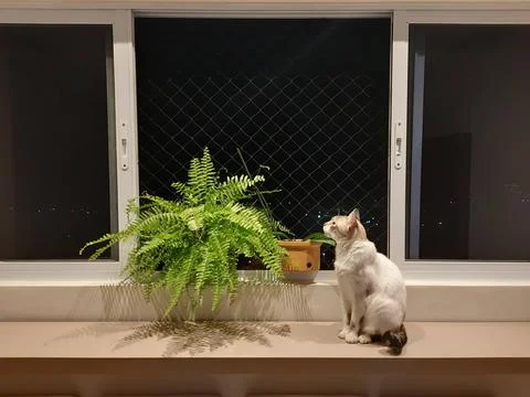 Cat in the window Stock Photos