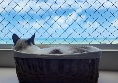 Cat in the window Stock Photos