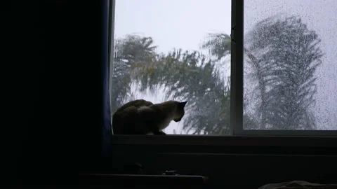 Cat by the window on a rainy day Stock Footage 225239119